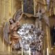 Our Lady of Perpetual Succour